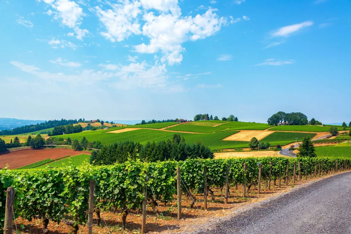 A sweeping view of rolling vineyards and hills under a dramatic sky, with a dirt road winding through the landscape. The photo evokes the expansive, picturesque beauty of the Willamette Valley, inviting guests to imagine scenic walks or drives through wine country.